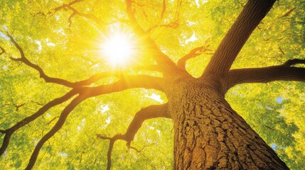 A photograph of the canopy from below, looking up at the green trees and bright sky. The image has a wide-angle perspective and high resolution. 