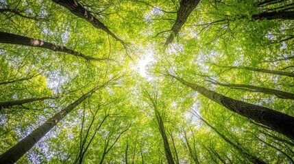 Lush green forest canopy viewed from below, with tall trees reaching towards the sky in springtime.