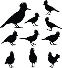 Fototapeta premium Black and white silhouette of a bird with a distinctive crest and pointed beak, captured in a dancing pose, emphasizing its unique features and stance