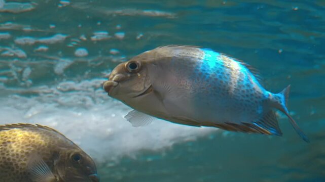 The orange-spotted spinefoot (Siganus guttatus, rabbitfish) floats in a water on a background of air bubbles