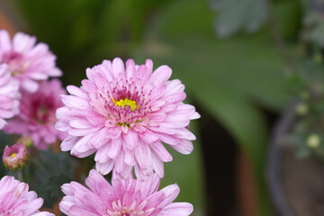 Fototapeta premium Beautiful Pink red chrysanthemum flowers closeup in the winter garden, Closeup of Chrysanthemum flower, Field of the Pink red Chrysanthemum, Beautiful Pink red flower blooming in nature.