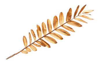 Golden palm leaf isolated on a white background, top view