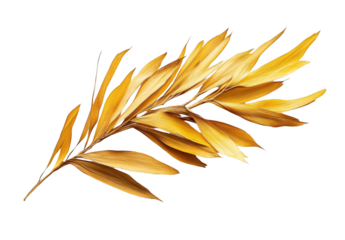 Golden palm leaf isolated on a white background, top view