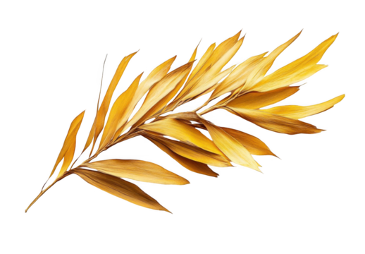Golden palm leaf isolated on a white background, top view