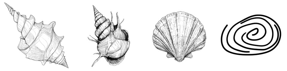 A modern illustration of a scallop sea shell in sketch style is isolated on a white background, showcasing a realistic hand drawing of a saltwater scallop seashell, clam, and conch