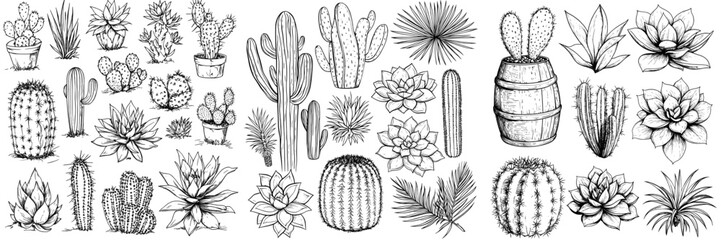 Draw succulents in a sketchy manner, as depicted in modern illustrations