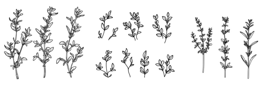 Modern sketch illustration of hand drawn spicy herbs, including thyme