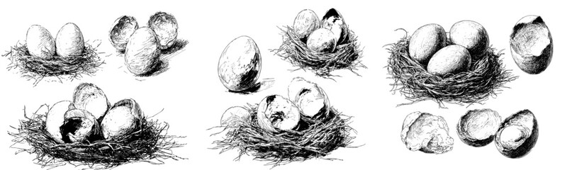 The sketch of a natural egg, complete with a broken shell, represents hand-drawn farming food and animal products, emphasizing the rustic modern illustration of ingredients like the shell and yolk of