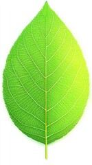 Obraz premium Green leaf isolated on white background. Represents nature, growth, freshness, and eco-friendliness