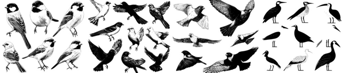 Modern illustration features a set of engraved sketches of various bird species, including flying cardinal, sparrow, pigeon, eastern bluebird, robin, and starling © Andrei
