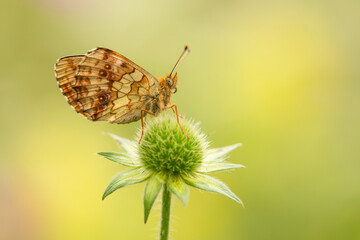 Lesser marbled fritillary butterfly seen from the side with its wings closed, resting on a flower with a soft green background
