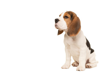 Cute beagle puppy sitting looking away isolated on a white background, with space for copy