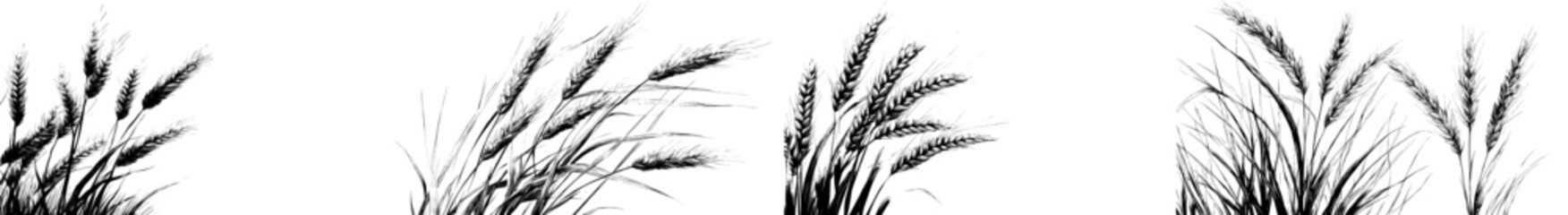 A hand-drawn modern illustration of a monochrome wheat plant with grains, isolated on a background © Andrei