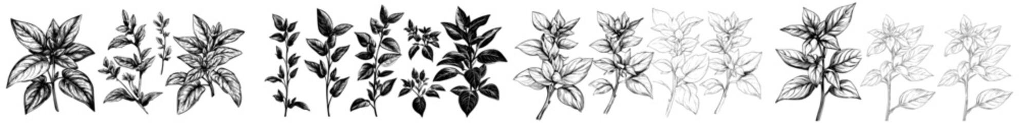 A sketch of peppermint is accompanied by a vintage engraving of mint leaves, branches, and flowers, along with hand-drawn illustrations of spearmint and melissa herbs © Andrei