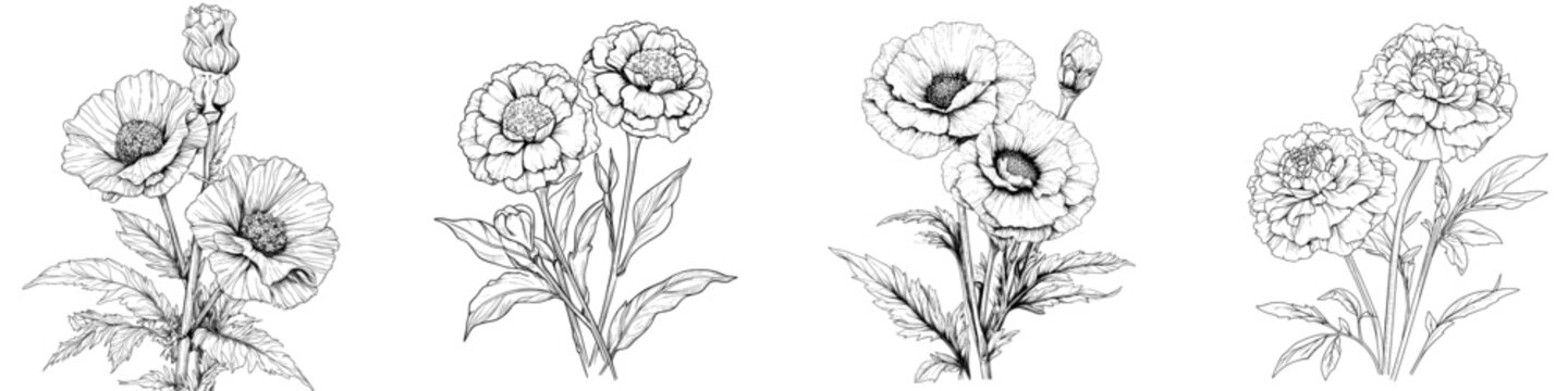A contemporary depiction of marigold flowers, featuring contour, doodle, and silhouette styles, set against a white background