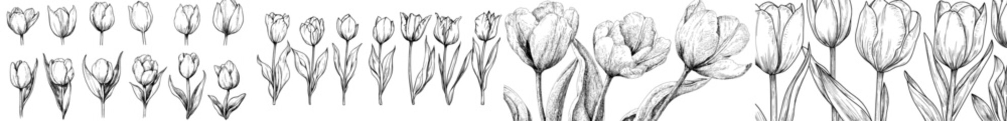 Collection of hand drawn monochrome tulips in various stages of bloom, illustrated in a sketch style