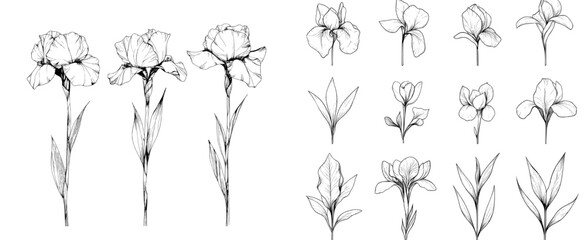 iris line drawing