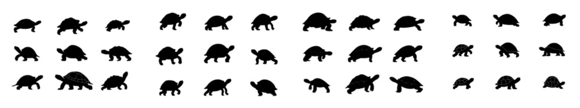 Tortoise silhouette. A collection of tortoises walking in various poses. Tortoise silhouette on a white background