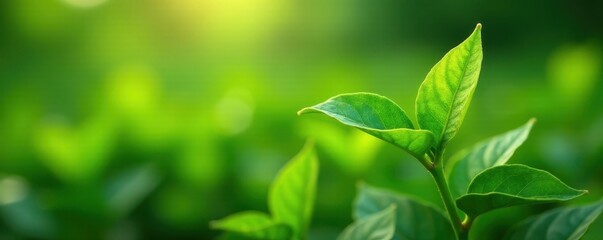 Obraz premium Delicate green tea shoot unfurling, vibrant leaves , vibrant, image