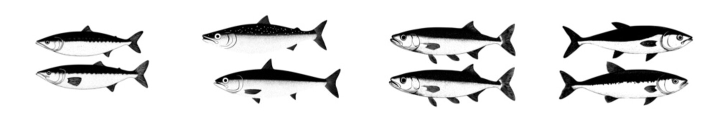 A vintage engraving of mackerel fish is depicted in a realistic black and white modern sketch