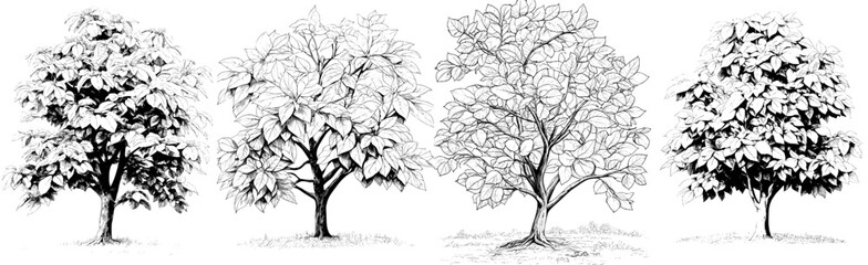 Create a hand-drawn sketch of a chestnut tree using monochrome colors, presented as a modern illustration of a garden plant isolated on a white background