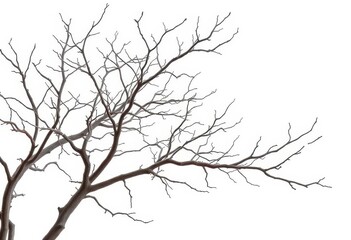 Obraz premium Bare, gnarled branches isolated against a pure white backdrop, stark, branches