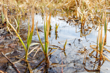 Young green shoots of reeds in wetland