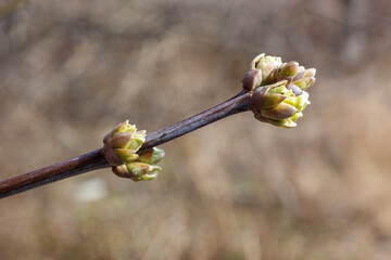 A branch of wood with fresh buds that begin to open, symbolizing the early growth of spring and...