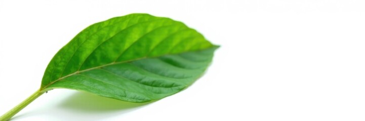 Obraz premium Single vibrant green cocoa leaf, crisp detail, white background, chocolate, closeup