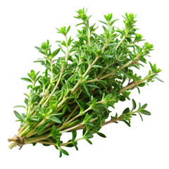 fresh rosemary isolated on white