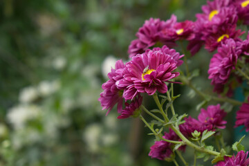 Beautiful Purple chrysanthemum flowers closeup in the winter garden, Closeup of Chrysanthemum flower, Field of the purple Chrysanthemum, Beautiful purple flower blooming in nature.
