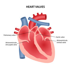 Heart valves. Medical illustration of the human heart with the location of the valves: aortic, pulmonary, tricuspid and mitral. Vector illustration in flat style