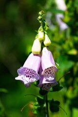 Roter fingerhut - Purpurea digitalis © Karin Jähne
