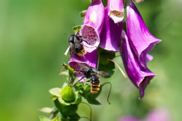 Felsen-Kuckuckshummel (Bombus rupestris) Drohn