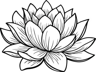 lotus flower handdrawn vector