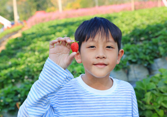 Fototapeta premium Portrait of Asian boy kid showing fresh strawberries in Thailand farm field.
