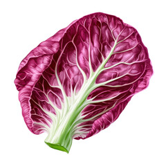 Obraz premium fresh green radicchio leaf isolated on transparent background.