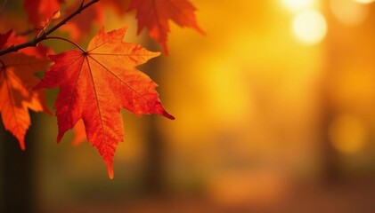 Fototapeta premium Close-up of autumn leaves on banner with warm orange hues, leaves, natural, golden