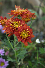 Beautiful Red golden chrysanthemum flowers closeup in the winter garden, Closeup of Chrysanthemum flower, Field of the Red golden Chrysanthemum, Beautiful Red golden flower blooming in nature.
