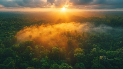 Naklejka premium Aerial sunrise over misty rainforest canopy