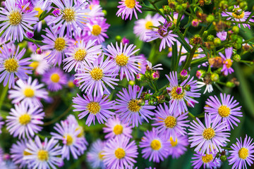 Close-up of purple flowers in the garden,Close up of blooming lavender flowers. Lavender flowers background.