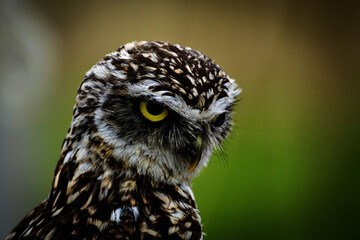 a close up of an owl