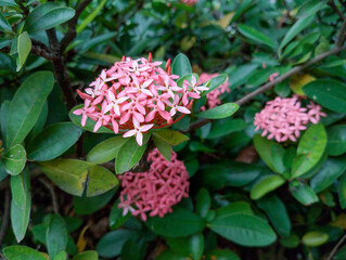 Ixora flowers in a cluster of pink blooms amidst green leaves. 