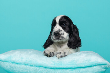 Cute cocker spaniel puppy lying on a blue cushion on a blue background