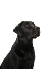 Portait of a black labrabdor looking up on a white background