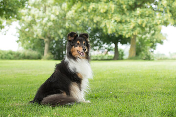 Pretty shetland sheepdog sitting looking away on a grass field outdoors