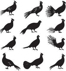 Pheasant Elegant Silhouette Vector on white background