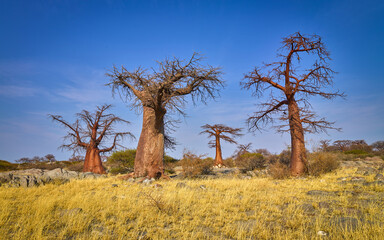 Landscape with African Baobab trees (Adansonia digitata) in the Makgadikgadi salt pan, Botswana
