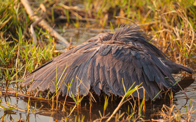 Black heron (Egretta ardesiaca) showing the typical hunting technique of canopy feeding in a swamp in Moremi Game Reserve, Botswana
