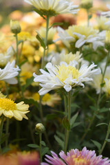 Fototapeta premium Beautiful white chrysanthemum flowers closeup in the winter garden, Closeup of Chrysanthemum flower, Field of the white Chrysanthemum, Beautiful white flower blooming in nature.